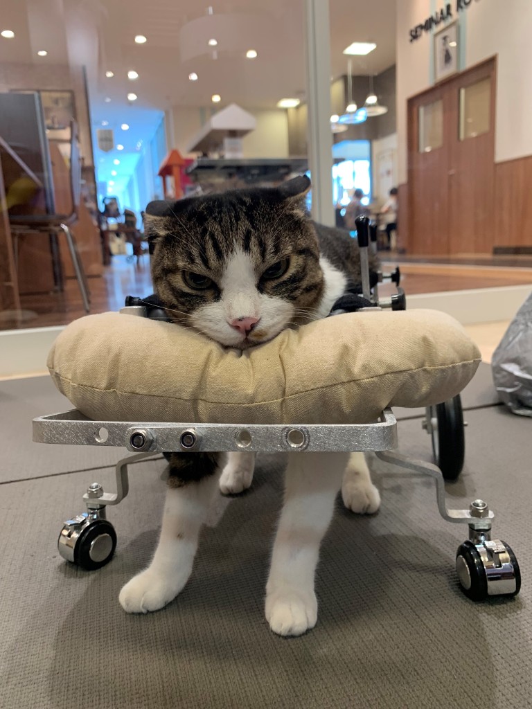 てくてくBを使用している猫（トム）