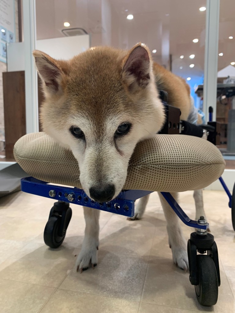 4輪タイプの犬用車椅子と顎のせクッションを使う柴犬
